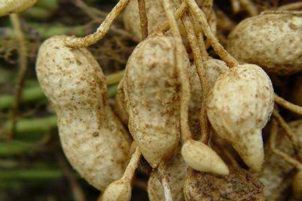 生花生和熟花生的區(qū)別是什么 生花生好還是熟花生好