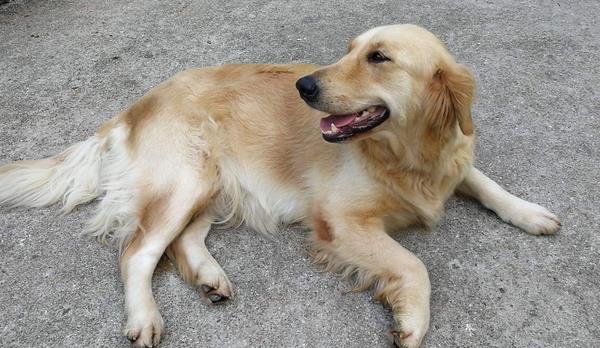 新手養(yǎng)金毛要注意什么 金毛多久能長大