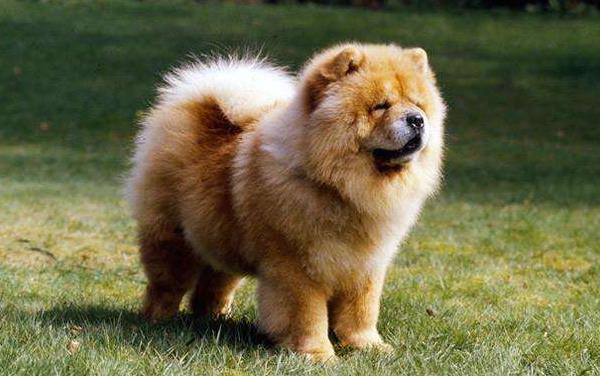 熊獅犬和松獅的區別是什么 松獅的性格