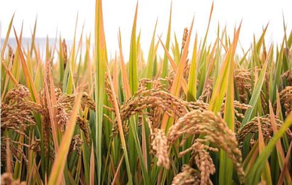 為什么叫秈型雜交水稻 秈型雜交水稻時間是什么時候