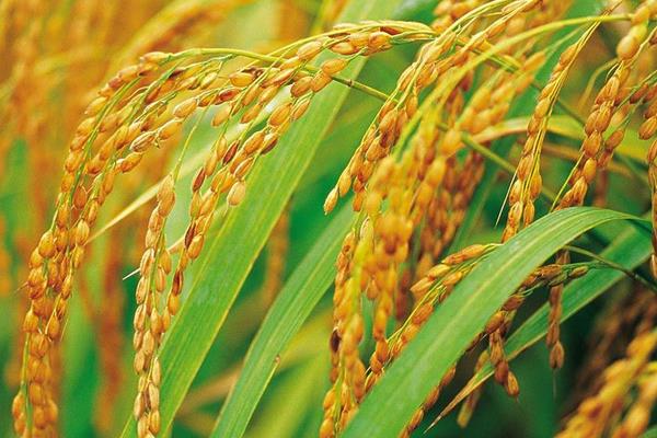 我們吃的是雜交水稻嗎 東北大米是雜交水稻嗎