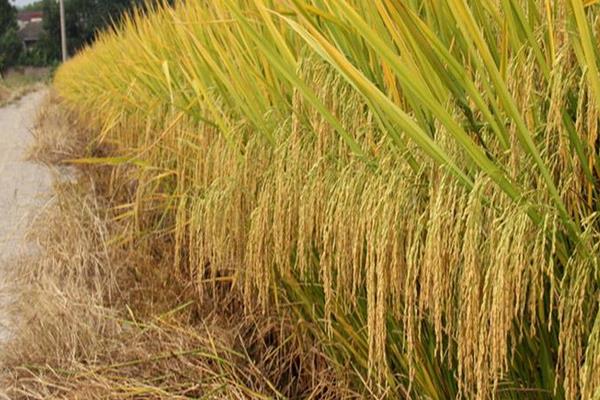 我們吃的是雜交水稻嗎 東北大米是雜交水稻嗎