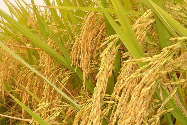 我們吃的是雜交水稻嗎 東北大米是雜交水稻嗎