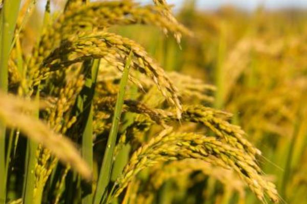 我們吃的是雜交水稻嗎 東北大米是雜交水稻嗎