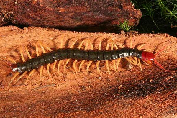 蜈蚣怎么殺死 紅頭蜈蚣有毒嗎