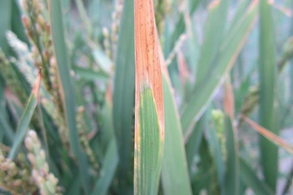 水稻白葉枯病用什么藥 水稻白葉枯病防治方法