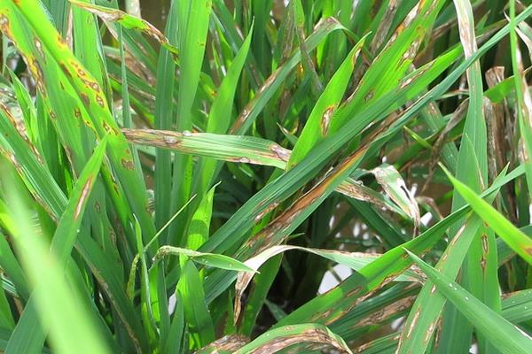 水稻立枯病用什么藥好 水稻立枯病防治方法