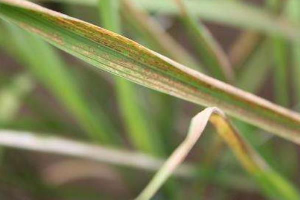 水稻立枯病用什么藥好 水稻立枯病防治方法