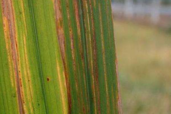 水稻立枯病用什么藥好 水稻立枯病防治方法