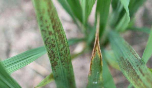 水稻立枯病用什么藥好 水稻立枯病防治方法