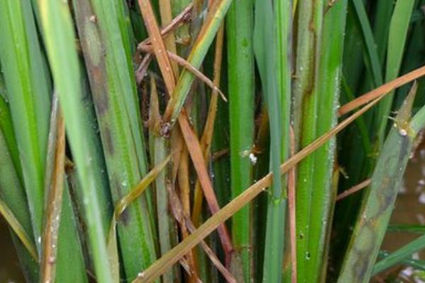 水稻立枯病用什么藥好 水稻立枯病防治方法