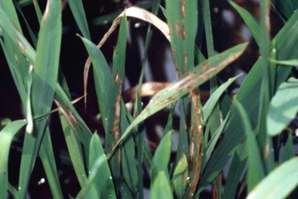 水稻稻瘟病用什么藥 水稻稻瘟病防治方法