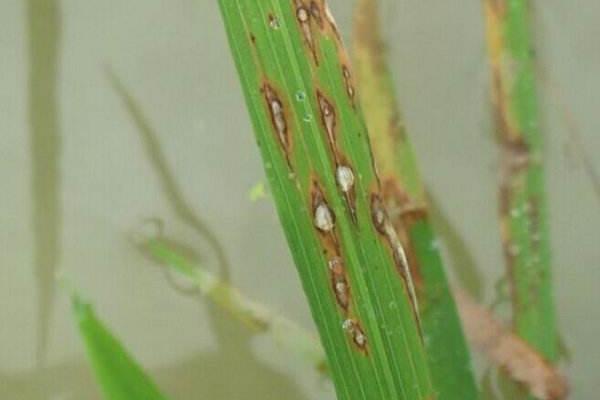 水稻稻瘟病用什么藥 水稻稻瘟病防治方法