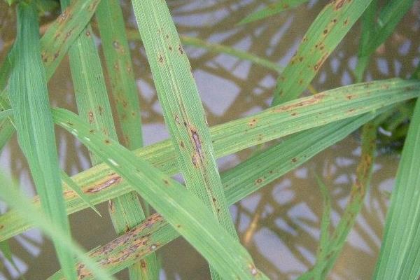 水稻稻瘟病用什么藥 水稻稻瘟病防治方法