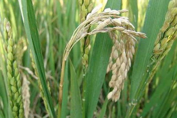 水稻稻瘟病用什么藥 水稻稻瘟病防治方法