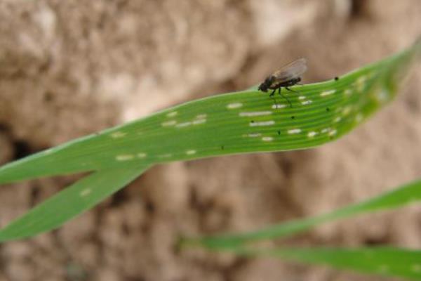 水稻稻瘟病用什么藥 水稻稻瘟病防治方法