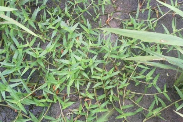 水稻稻瘟病用什么藥 水稻稻瘟病防治方法