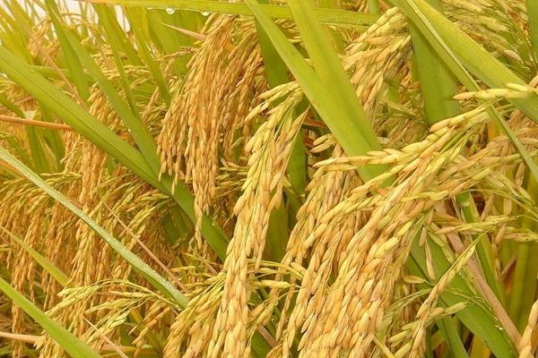 水稻是單子葉還是雙子葉 雜交水稻可以留種嗎