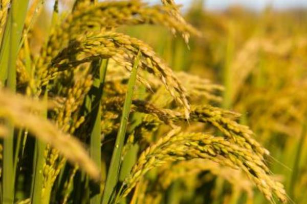 水稻是單子葉還是雙子葉 雜交水稻可以留種嗎