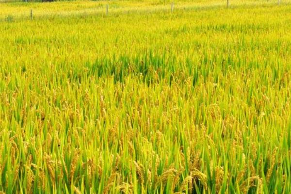 水稻是單子葉還是雙子葉 雜交水稻可以留種嗎