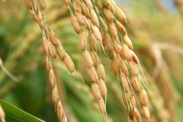 水稻是單子葉還是雙子葉 雜交水稻可以留種嗎