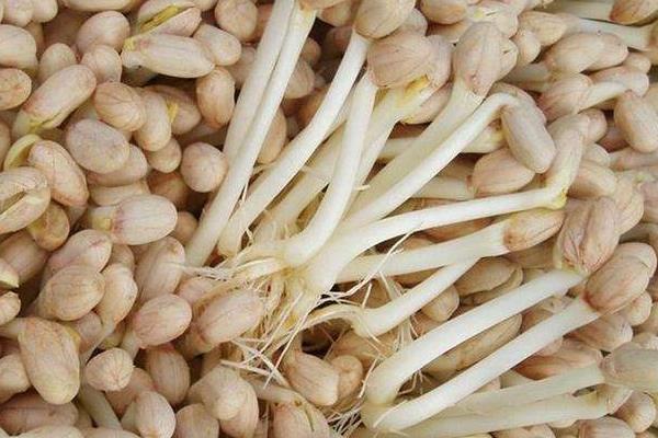 一斤花生出幾斤花生芽 為什么花生芽市場不大
