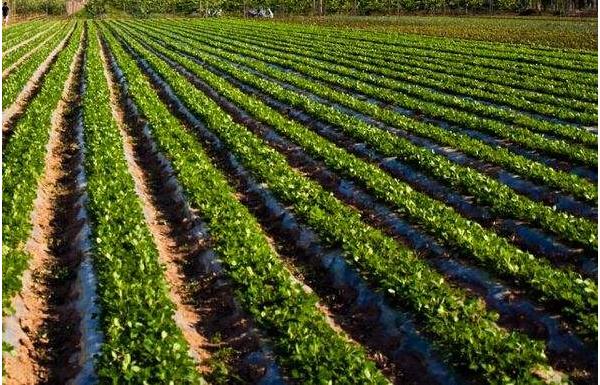 花生什么時候踩秧 秋花生什么時候種