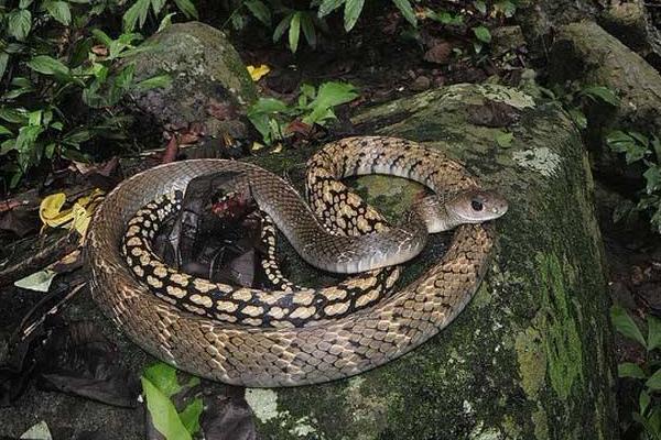 烏梢蛇功效與作用 烏梢蛇有毒嗎