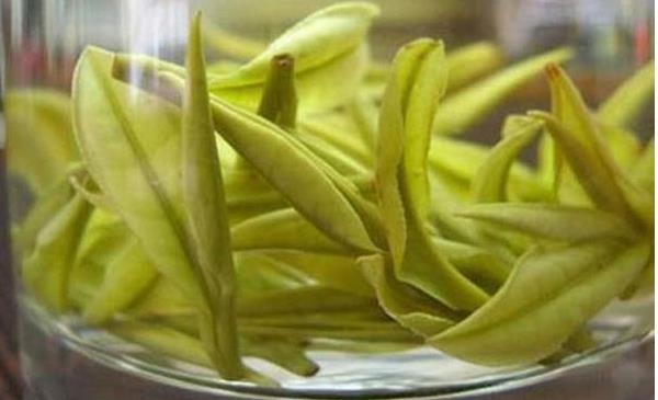 黃茶的功效與作用 黃茶不適合哪些人喝