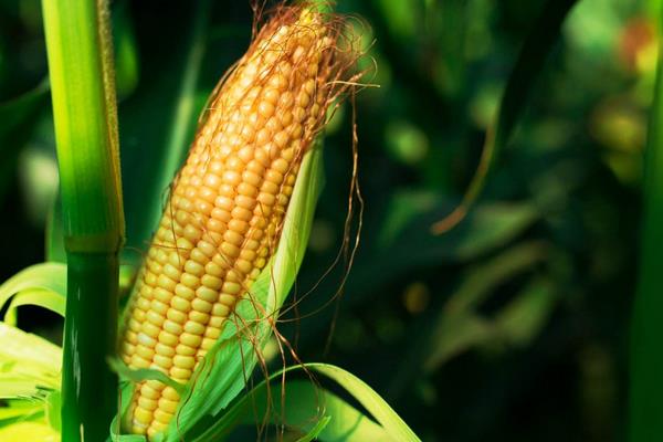 玉米多少天成熟 玉米怎么種才能高產