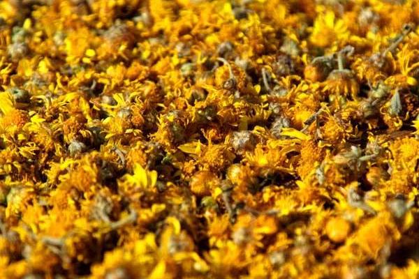 野菊花茶的功效與作用及禁忌 野菊花茶可以天天喝嗎