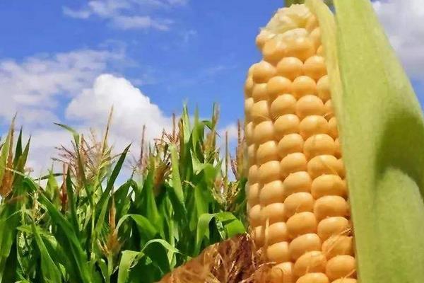 玉米含糖量高嗎 玉米和什么一起榨汁好喝