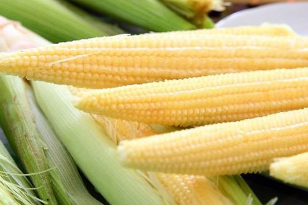 玉米筍是什么 玉米筍的營養價值