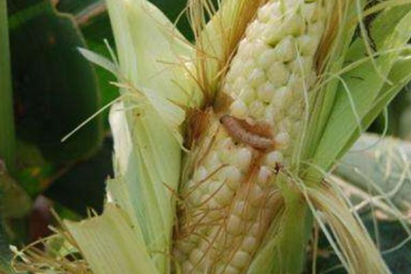 玉米鉆心蟲用什么藥 玉米卷心是什么病