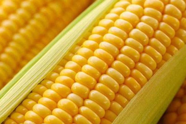 玉米煮多久能熟 玉米沒煮熟能吃嗎