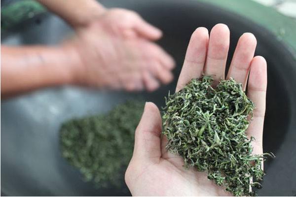 紫陽毛尖市場價格多少錢一斤 紫陽毛尖茶的功效與作用