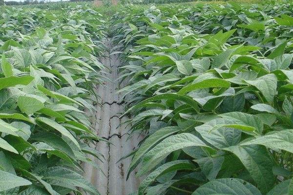 大豆什么時(shí)候打矮壯素 大豆根腐病用什么農(nóng)藥