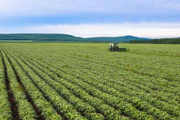 大豆什么時候打矮壯素 大豆根腐病用什么農藥