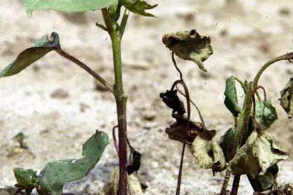 大豆什么時候打矮壯素 大豆根腐病用什么農藥