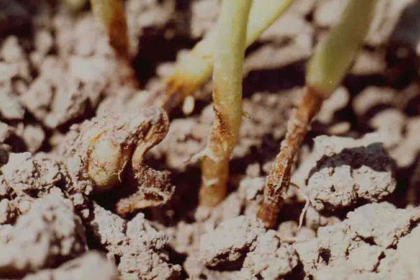 大豆什么時候打矮壯素 大豆根腐病用什么農藥