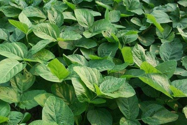 大豆什么時候打矮壯素 大豆根腐病用什么農藥