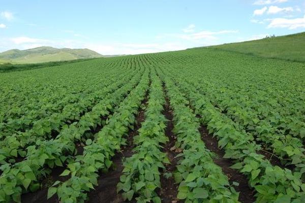 大豆什么時候打矮壯素 大豆根腐病用什么農藥