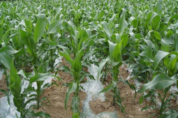 玉米追肥的最佳時間 玉米化控(控旺)最佳時間
