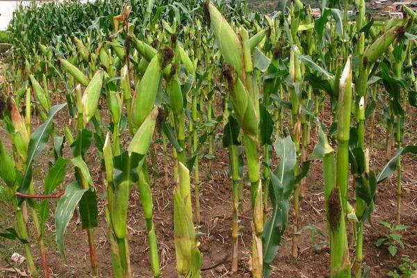 玉米追肥的最佳時間 玉米化控(控旺)最佳時間