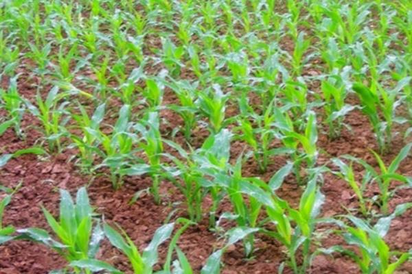 玉米追肥的最佳時間 玉米化控(控旺)最佳時間