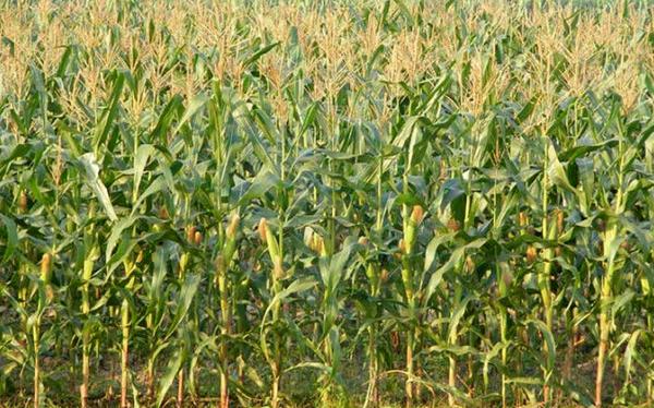 玉米追肥的最佳時間 玉米化控(控旺)最佳時間