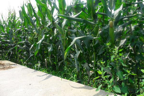 玉米卷葉是怎么回事 玉米缺磷癥狀