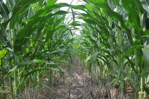 玉米最晚種植時間 玉米是什么季節收獲 玉米靠什么傳播種子