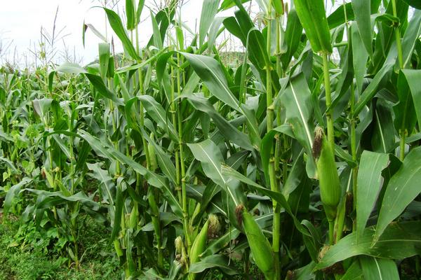 玉米害蟲有哪些 玉米銹病用什么藥最好