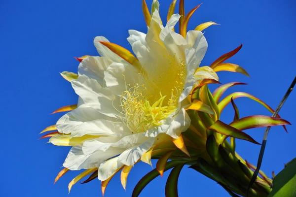 火龍果花功效與作用及禁忌 火龍果花是霸王花嗎